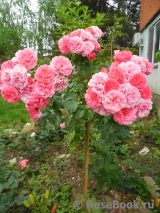 Rosarium Uetersen Rosarium Uetersen