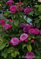 Heidi Klum Rose Heidi Klum Rose
