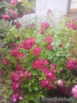 Marjorie Fair ® Marjorie Fair ®