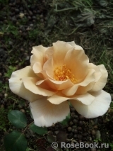 Julia's Rose Julia's Rose
