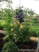 Crown Princess Margareta® Crown Princess Margareta®