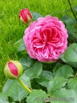 Princess Alexandra of Kent Princess Alexandra of Kent