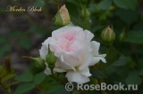 Morden Blush Morden Blush