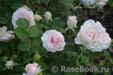 Morden Blush Morden Blush