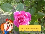 Mary Rose