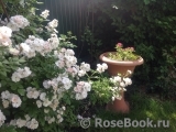 Perennial Blush