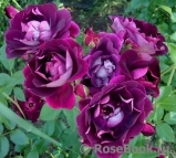 Burgundy Ice Burgundy Ice