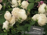 Desdemona Desdemona