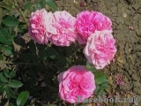 Gertrude Jekyll Gertrude Jekyll