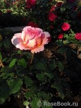 Abraham Darby Abraham Darby