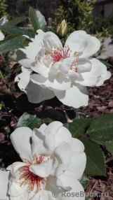 Jacqueline du Pre Jacqueline du Pre