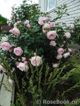 Hans Gonewein Rose Hans Gonewein Rose