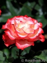 Spanish Dancer Spanish Dancer