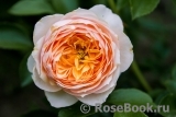 Ginger Syllabub Ginger Syllabub