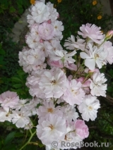 Brise Parfum Brise Parfum