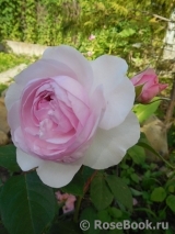 Olivia Rose Austin Olivia Rose Austin