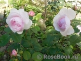 Olivia Rose Austin Olivia Rose Austin