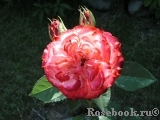 Spanish Dancer Spanish Dancer