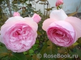 Olivia Rose Austin Olivia Rose Austin
