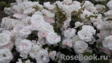 Aspirin Rose Aspirin Rose