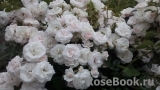 Aspirin Rose Aspirin Rose