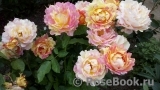 Rose des Cisterciens Rose des Cisterciens