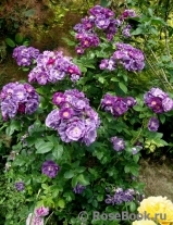 Rhapsody in Blue 