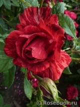 Red Intuition Red Intuition