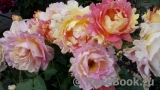 Rose des Cisterciens Rose des Cisterciens