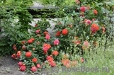 Starlet®-Rose Carmen® Starlet®-Rose Carmen®