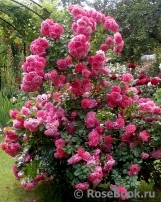 Rosarium Uetersen Rosarium Uetersen