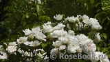 Lions Rose Lions Rose