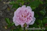 La Rose du Petit Prince La Rose du Petit Prince