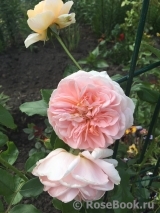 Sangerhauser Jubilaumsrose Sangerhauser Jubilaumsrose