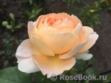Sangerhauser Jubilaumsrose Sangerhauser Jubilaumsrose