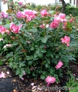 Kolner Flora Kolner Flora