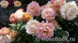 Rose des Cisterciens Rose des Cisterciens