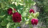 Darcey Bussell Darcey Bussell