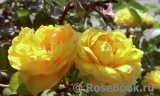 Persian Yellow Persian Yellow