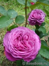 Heidi Klum Rose Heidi Klum Rose
