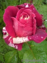 Romanza Romanza