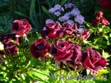 Black Beauty Black Beauty