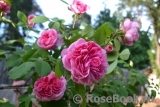 Gertrude Jekyll Gertrude Jekyll