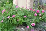 Gertrude Jekyll Gertrude Jekyll