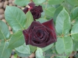 Black Baccara Black Baccara