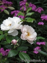 Generous Gardener, The Generous Gardener, The