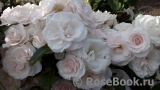 Aspirin Rose Aspirin Rose