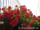 Rosarium Uetersen Rosarium Uetersen