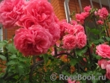 Rosarium Uetersen Rosarium Uetersen