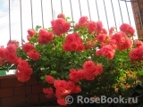 Rosarium Uetersen Rosarium Uetersen